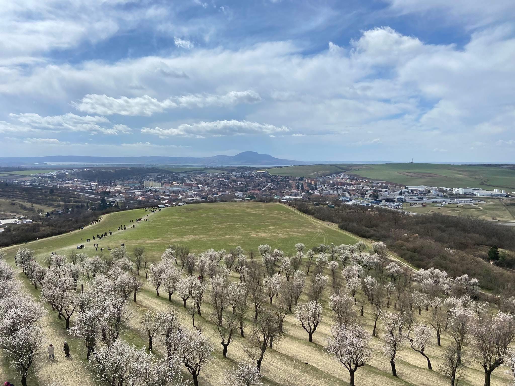 Read more about the article ŚWIĘTO MIGDAŁÓW 🌸 I WINA🍷NA MORAWACH 21.03.2026